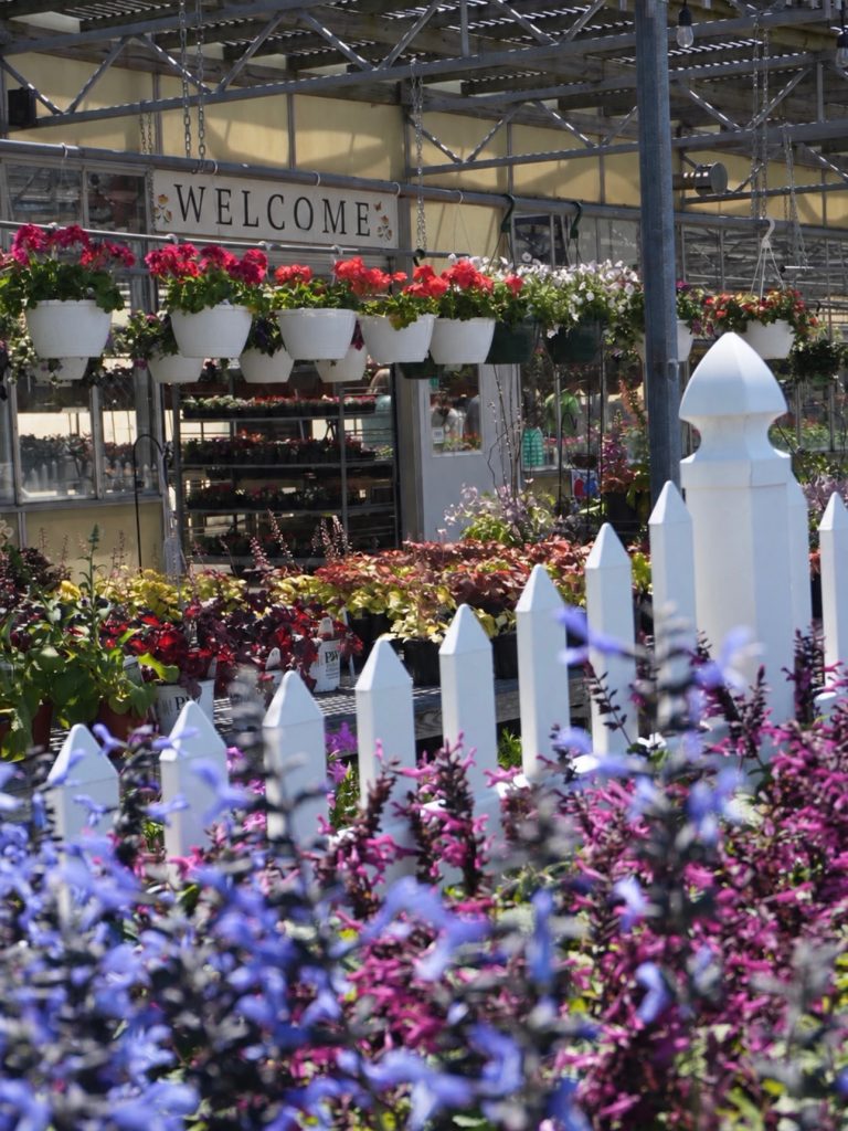 Picket Fence 1 768x1024